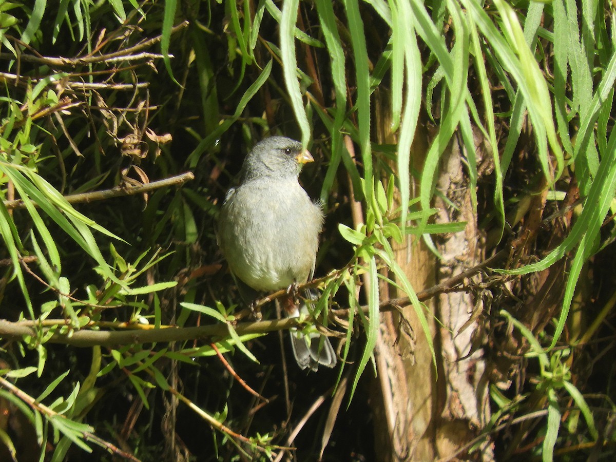 Band-tailed Seedeater - ML193574081