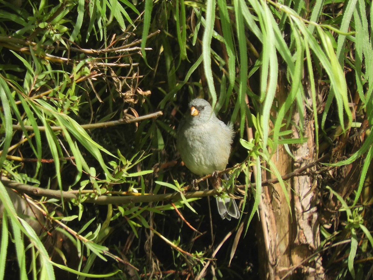 Band-tailed Seedeater - Cliff Cordy