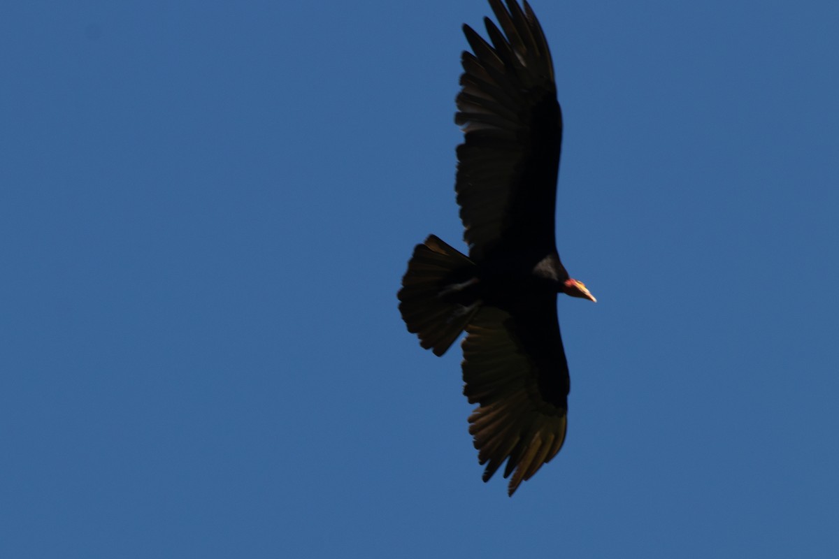 Lesser Yellow-headed Vulture - André  Zambolli