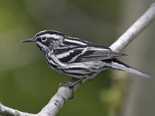 black and white warbler female