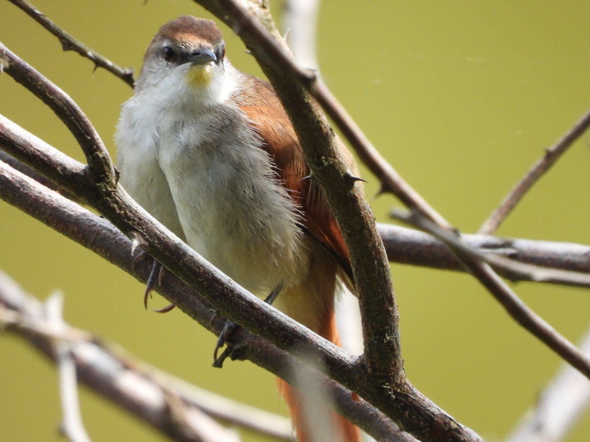 Yellow-chinned Spinetail - Richard Jacobs