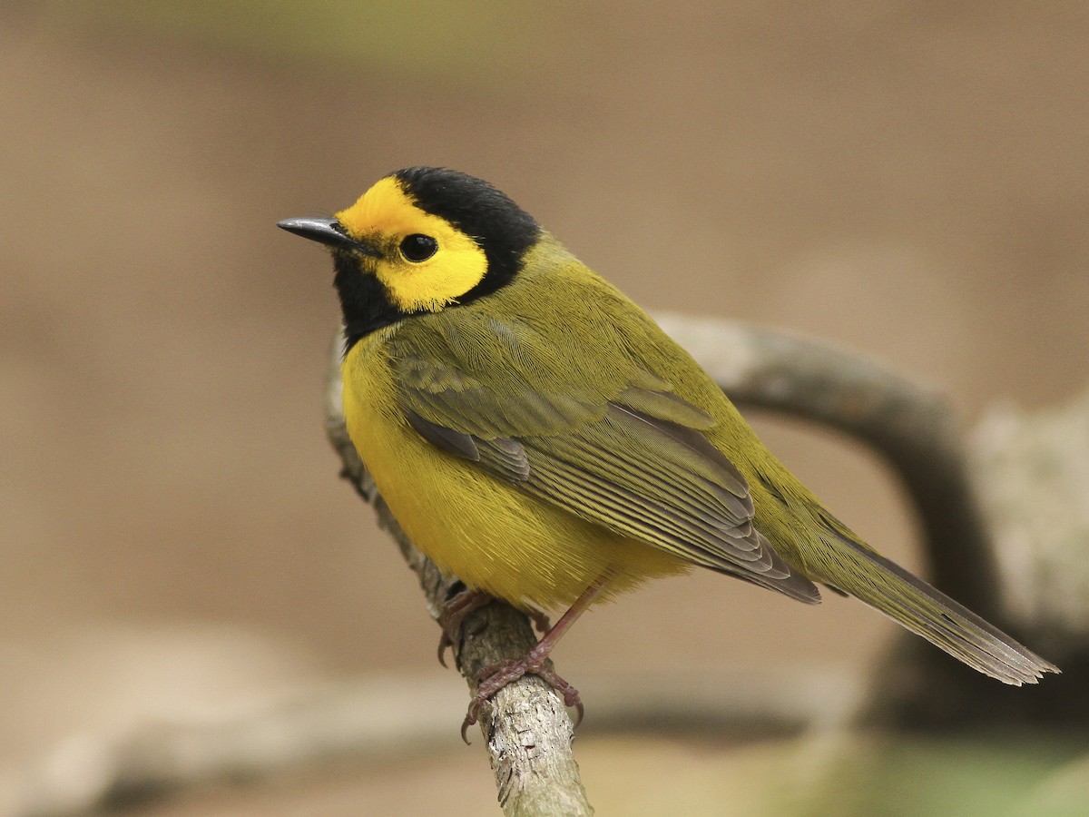 Hooded Warbler - eBird