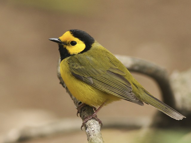 Photos - Hooded Warbler - Setophaga citrina - Birds of the World