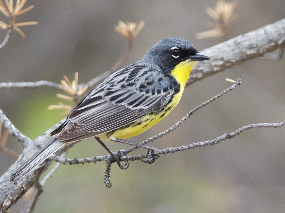 Kirtland's Warbler - Setophaga kirtlandii - Birds of the World