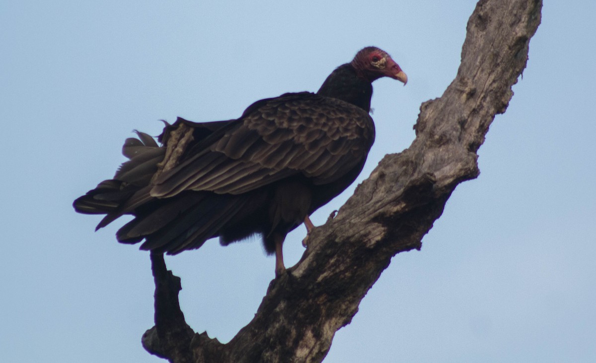 Turkey Vulture - Enrique Heredia (Birding Tours)