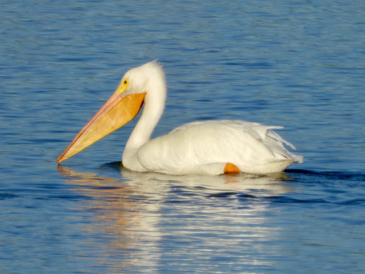 American White Pelican - George Folsom