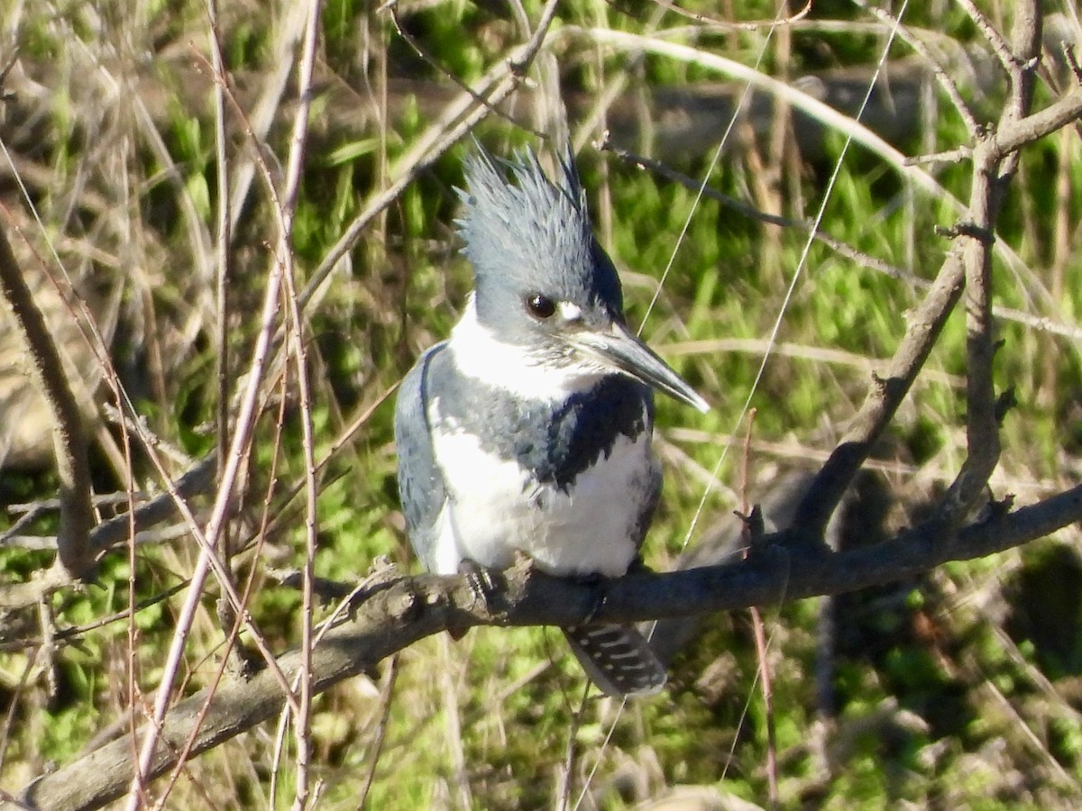 Belted Kingfisher - ML193587521