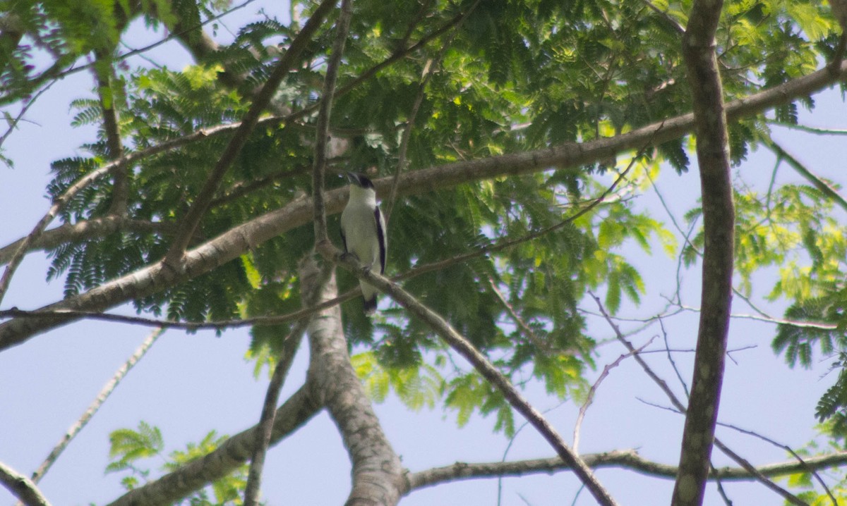 Black-crowned Tityra - Enrique Heredia (Birding Tours)