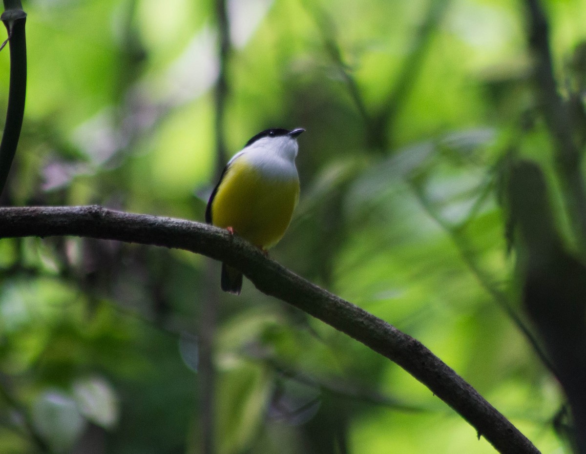 White-collared Manakin - Enrique Heredia (Birding Tours)