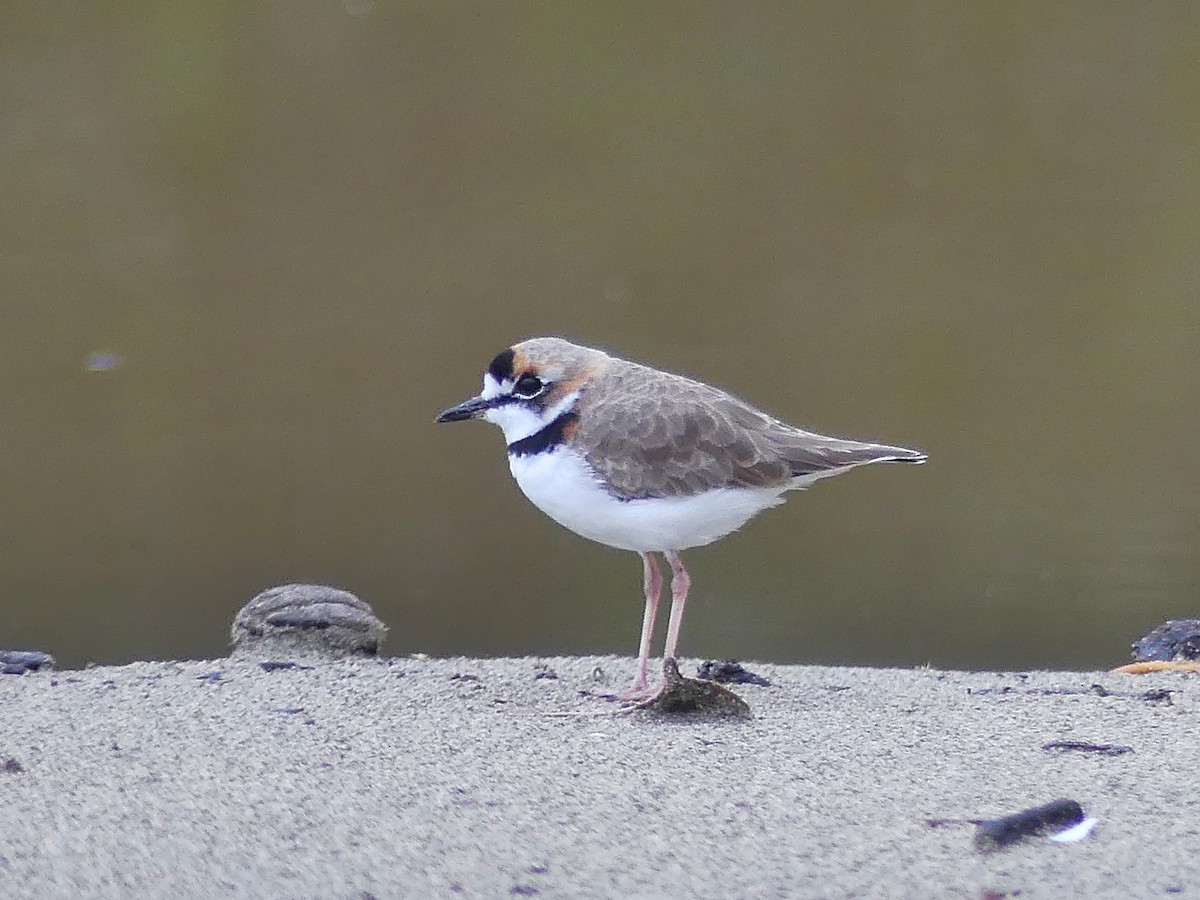 Collared Plover - ML193588361