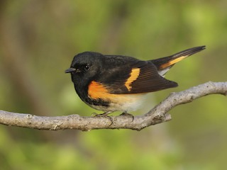  - American Redstart