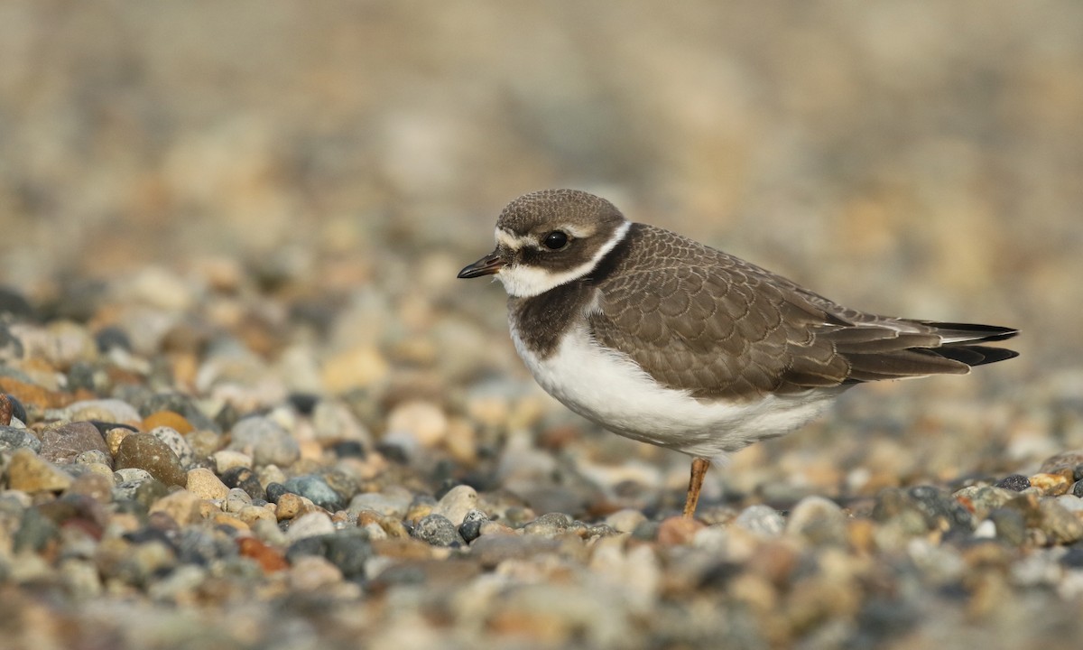 Common Ringed Plover - ML193588661