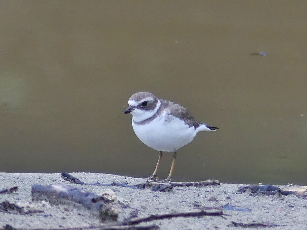Semipalmated Plover - ML193588931