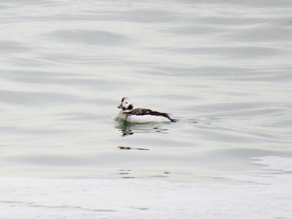 Long-tailed Duck - ML193591221