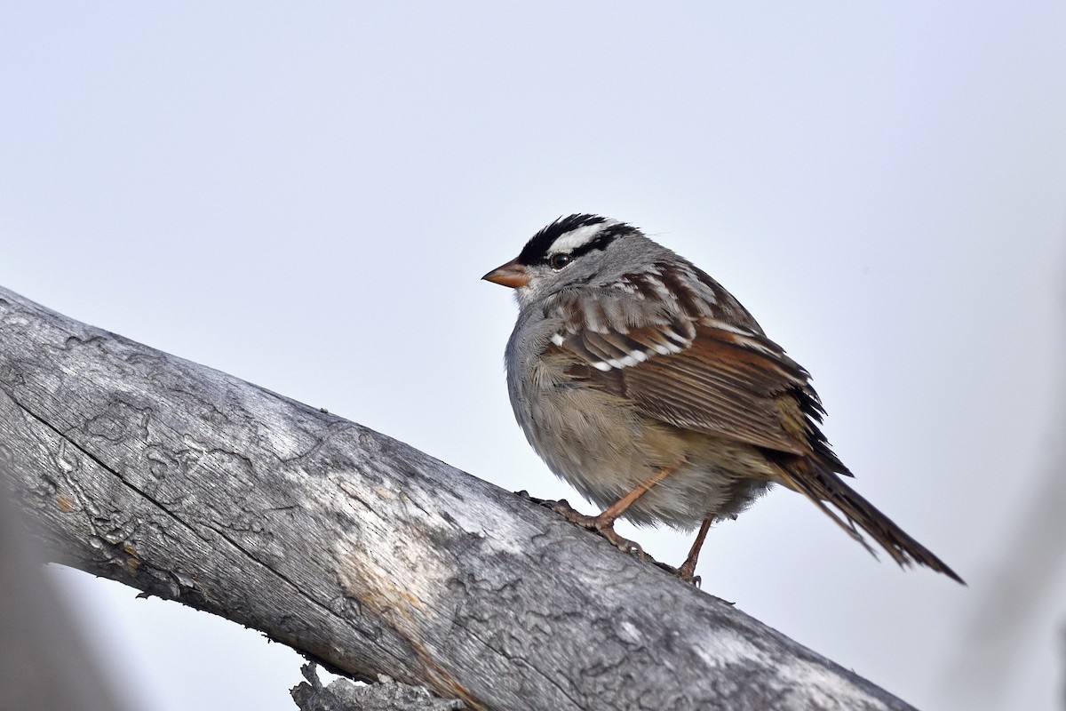 White-crowned Sparrow (oriantha) - ML193592771