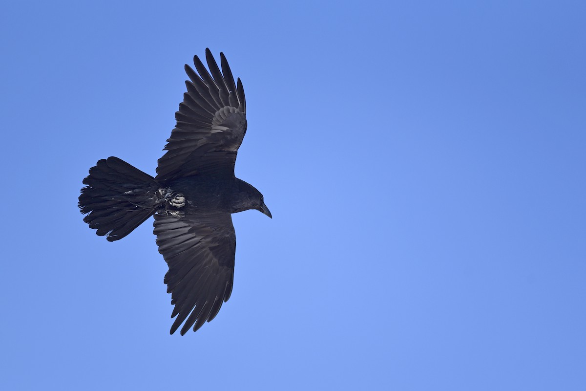 Common Raven - Daniel Irons