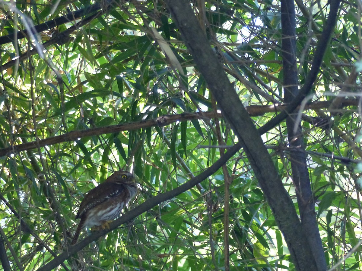 Austral Pygmy-Owl - ML193594211