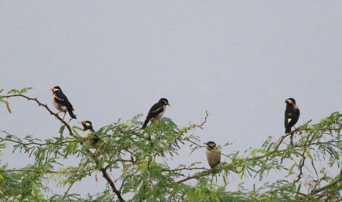 Indian Pied Starling - Ajay R