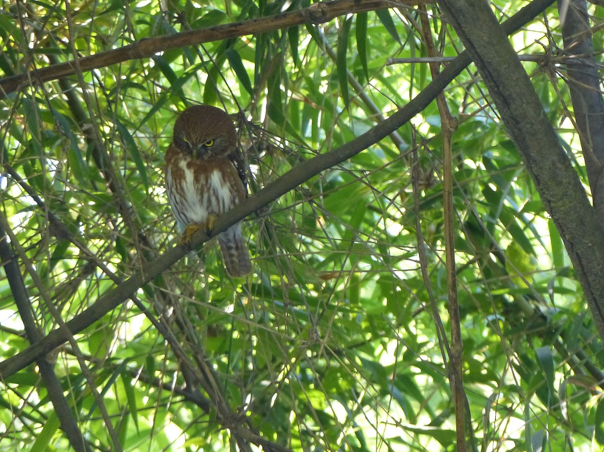 Austral Pygmy-Owl - ML193595521