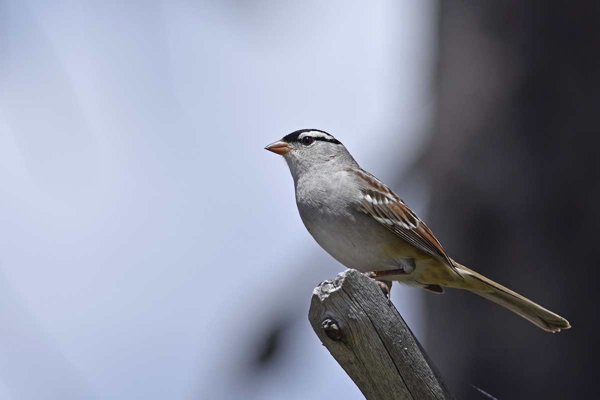 White-crowned Sparrow (oriantha) - Daniel Irons