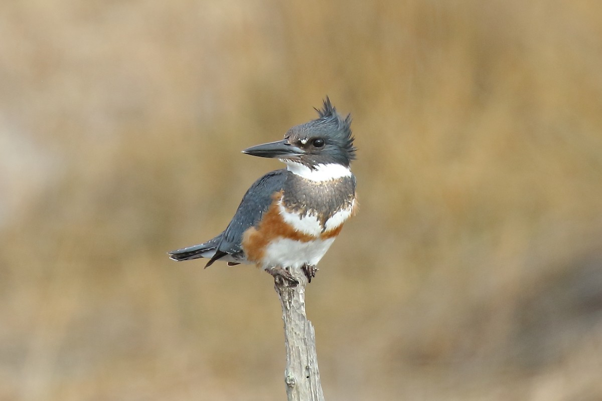 Belted Kingfisher - ML193596921