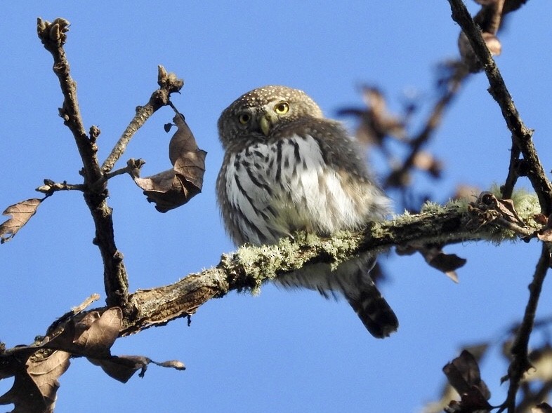 Northern Pygmy-Owl - Torrey Gage-Tomlinson