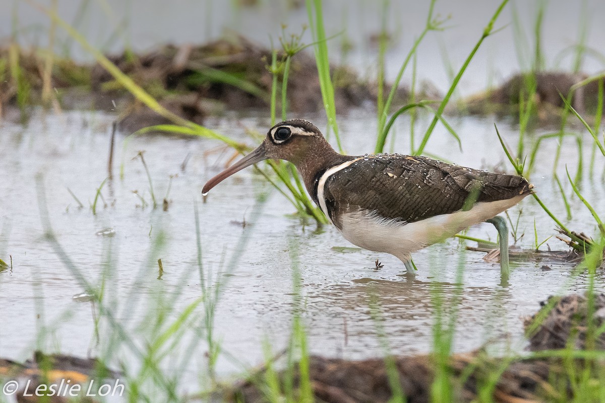 Greater Painted-Snipe - Leslie Loh