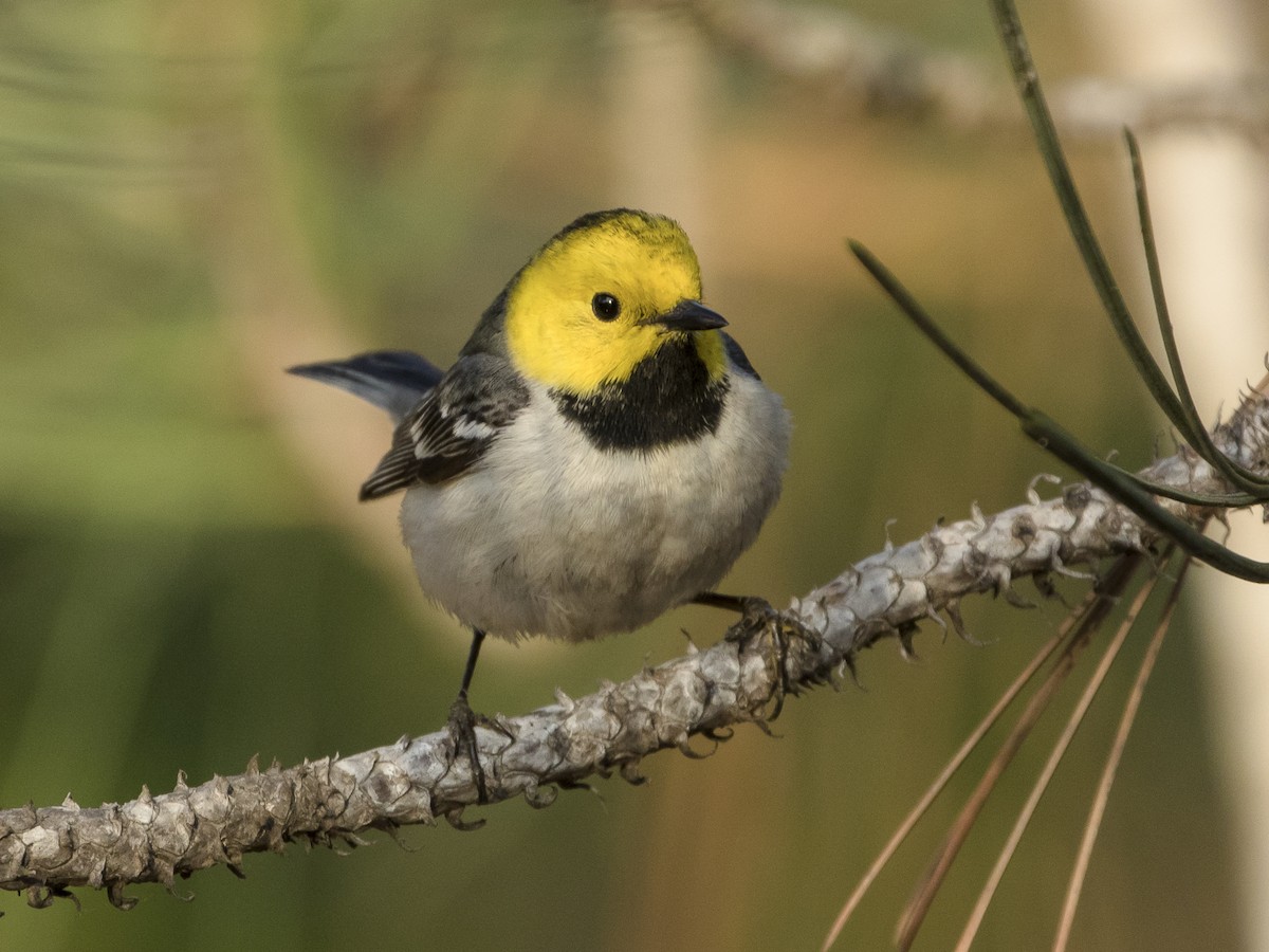 Hermit Warbler - Profile | Facts | Call | Song | Traits | Range - BirdBaron