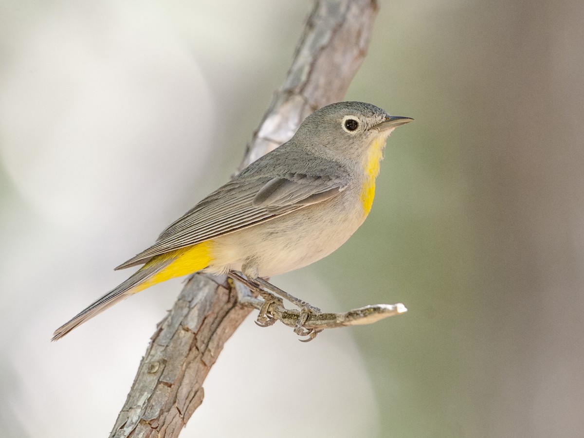 Virginia's Warbler - Leiothlypis virginiae - Birds of the World