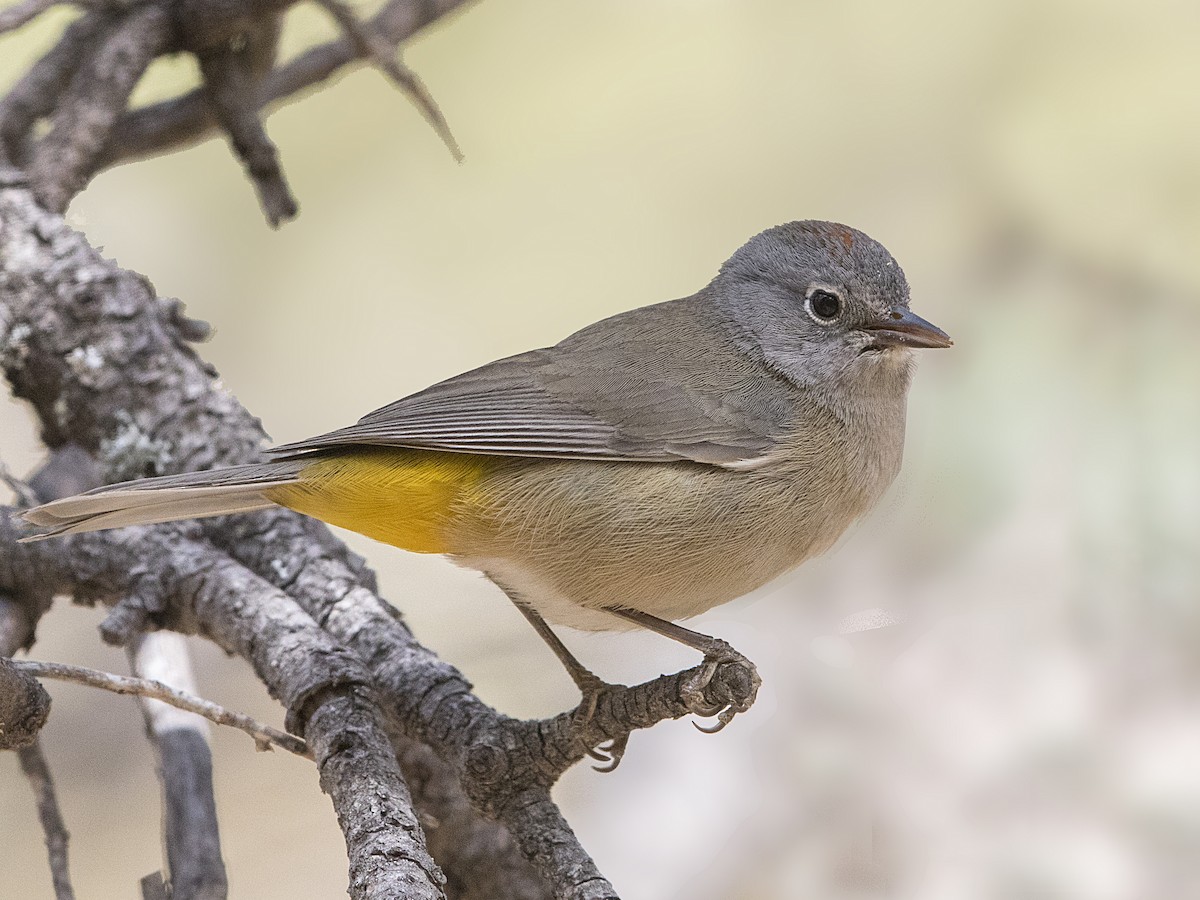 Colima Warbler - Leiothlypis crissalis - Birds of the World