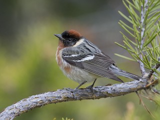  - Bay-breasted Warbler