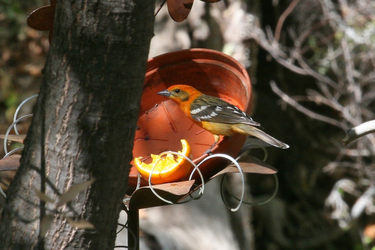 Flame-colored Tanager - ML193602771
