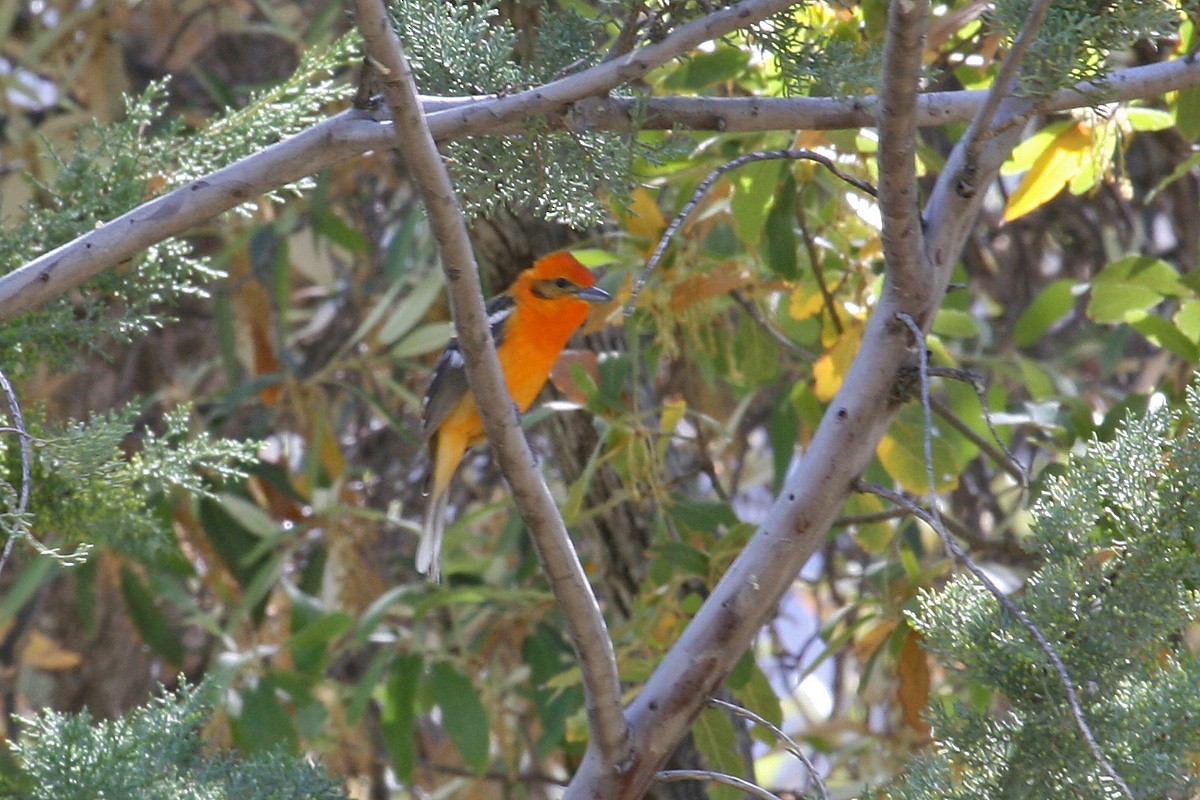 Flame-colored Tanager - ML193602781