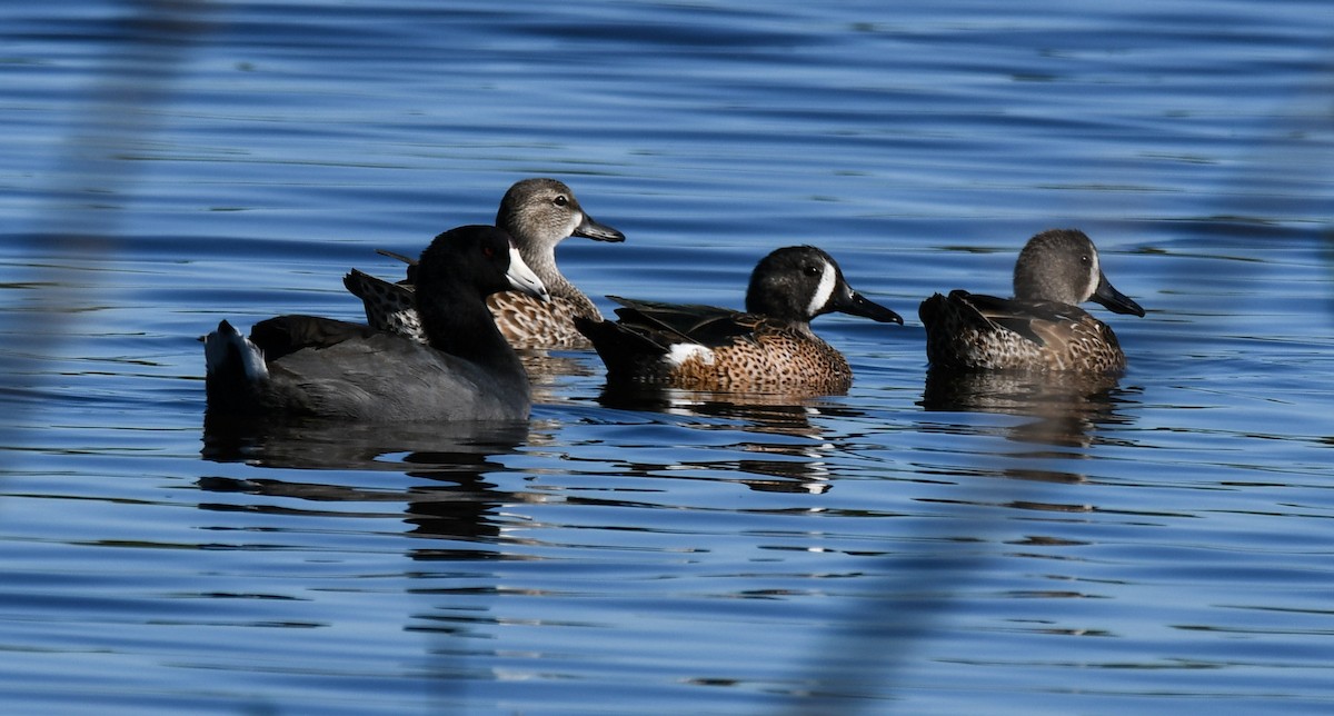 Blue-winged Teal - ML193603091