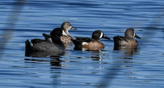 Blue-winged Teal, ML193603091