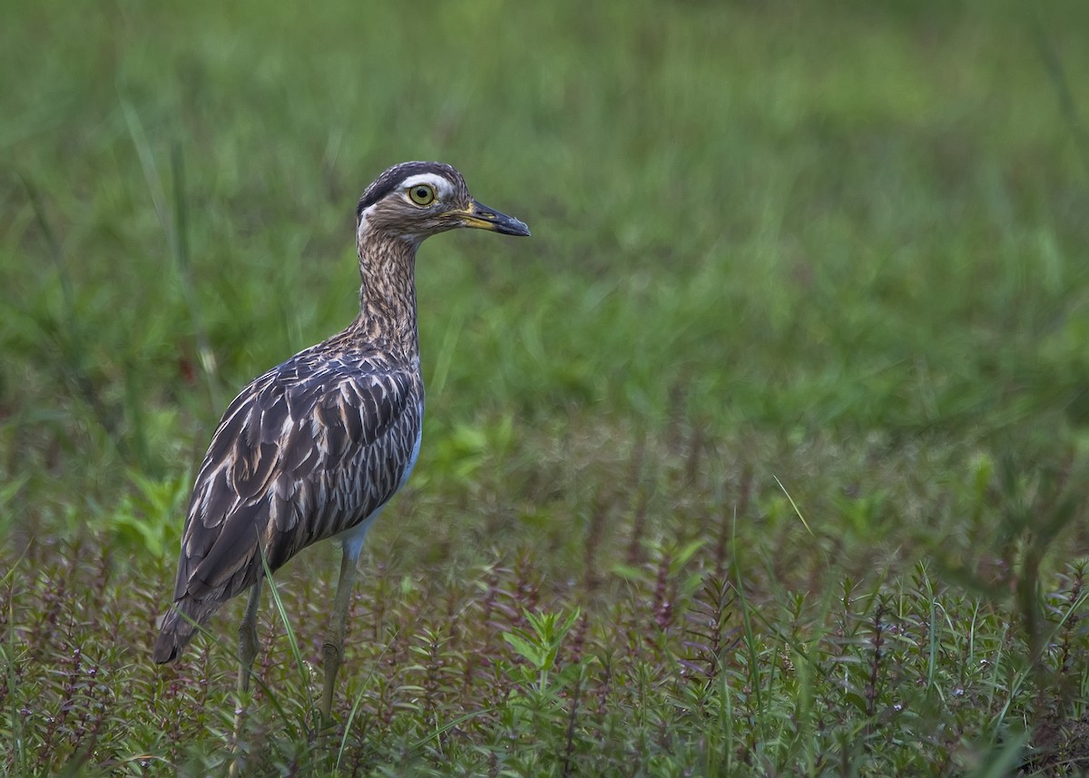 Double-striped Thick-knee - ML193603871