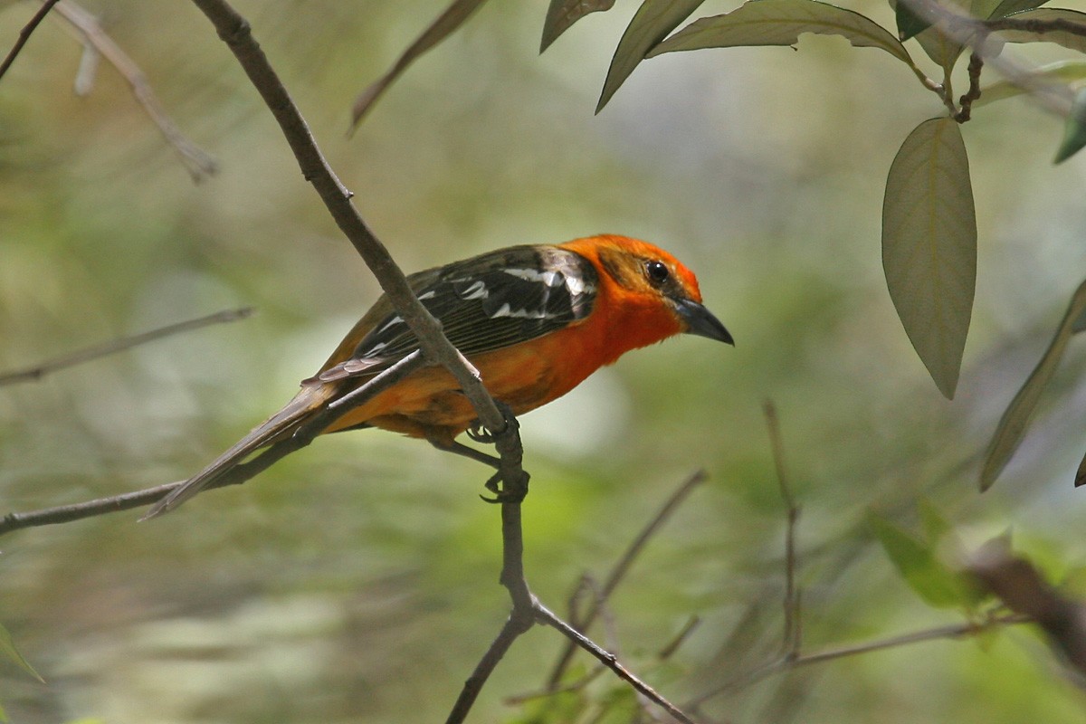 Flame-colored Tanager - ML193608311