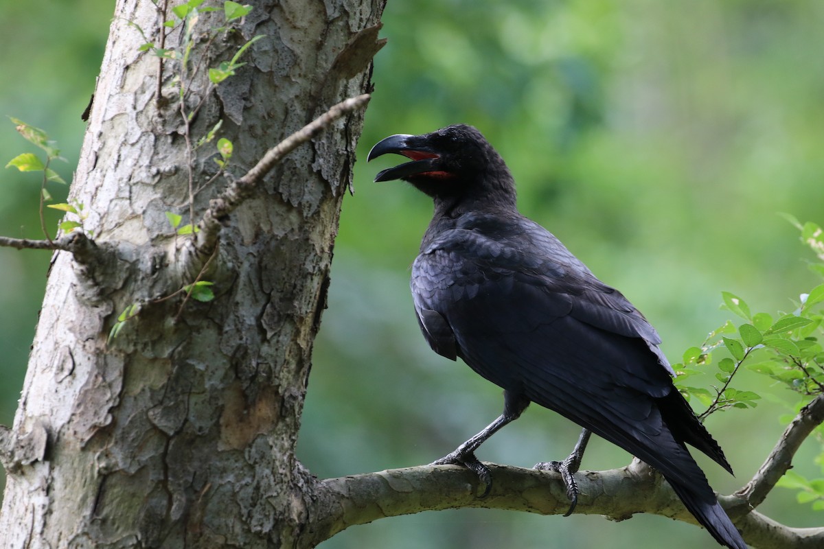 Large-billed Crow - ML193608421