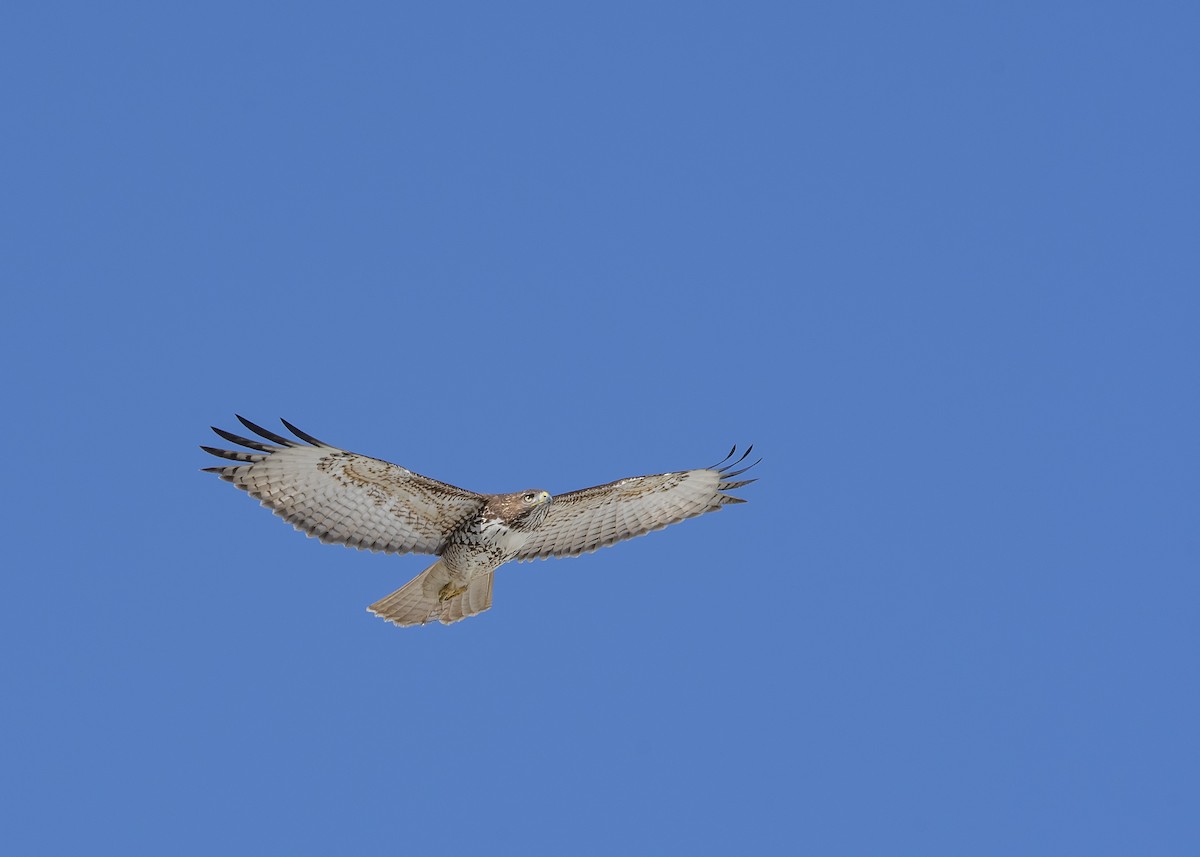 Red-tailed Hawk (costaricensis) - ML193608781