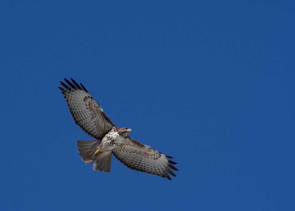 Red-tailed Hawk (costaricensis) - ML193608801