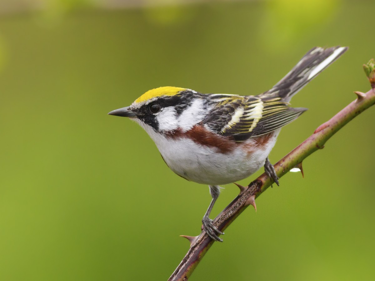 Chestnut-sided Warbler - Setophaga pensylvanica - Birds of the World