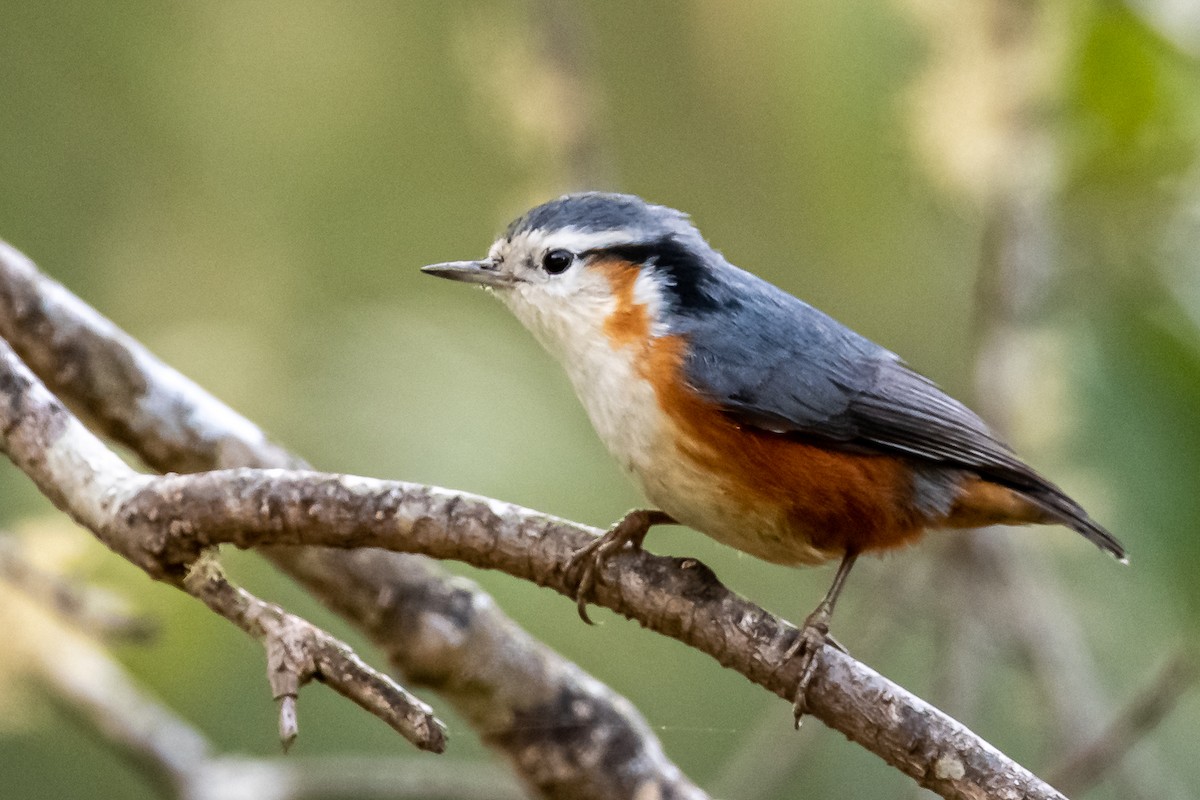 White-browed Nuthatch - ML193609461