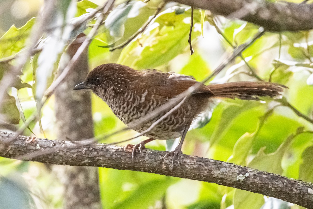 Brown-capped Laughingthrush - ML193610011