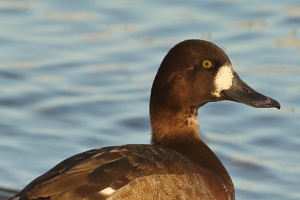 Greater Scaup - ML193610291