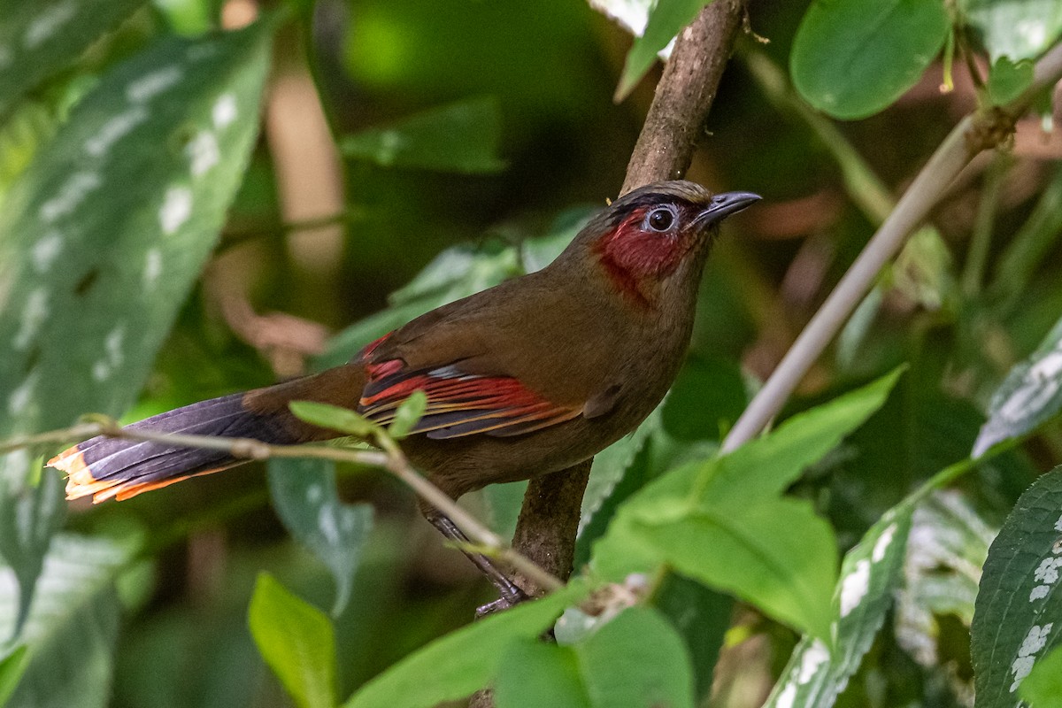 Red-faced Liocichla - ML193611191