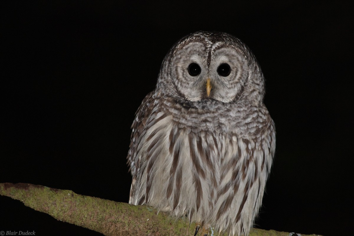 Barred Owl - Blair Dudeck