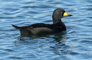Black Scoter