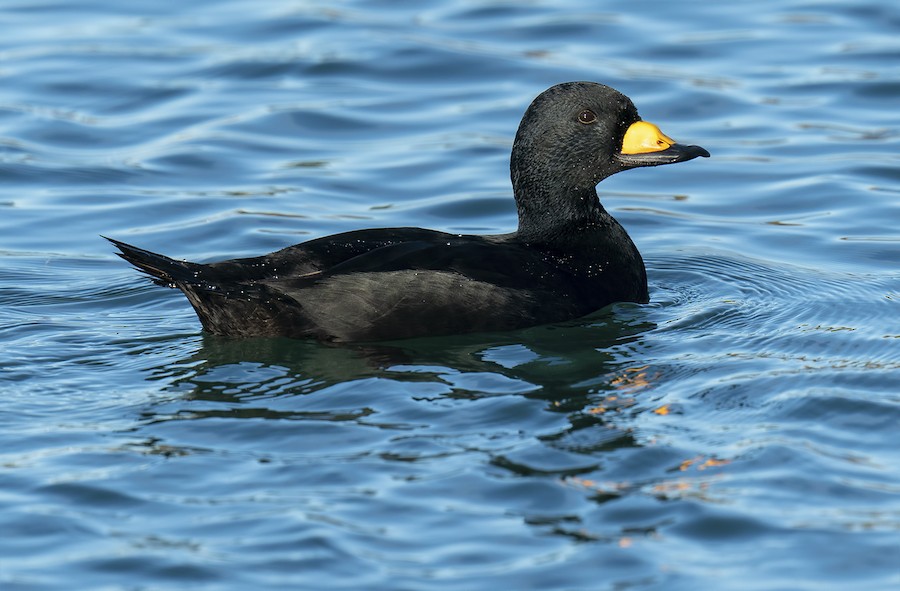 Black Scoter