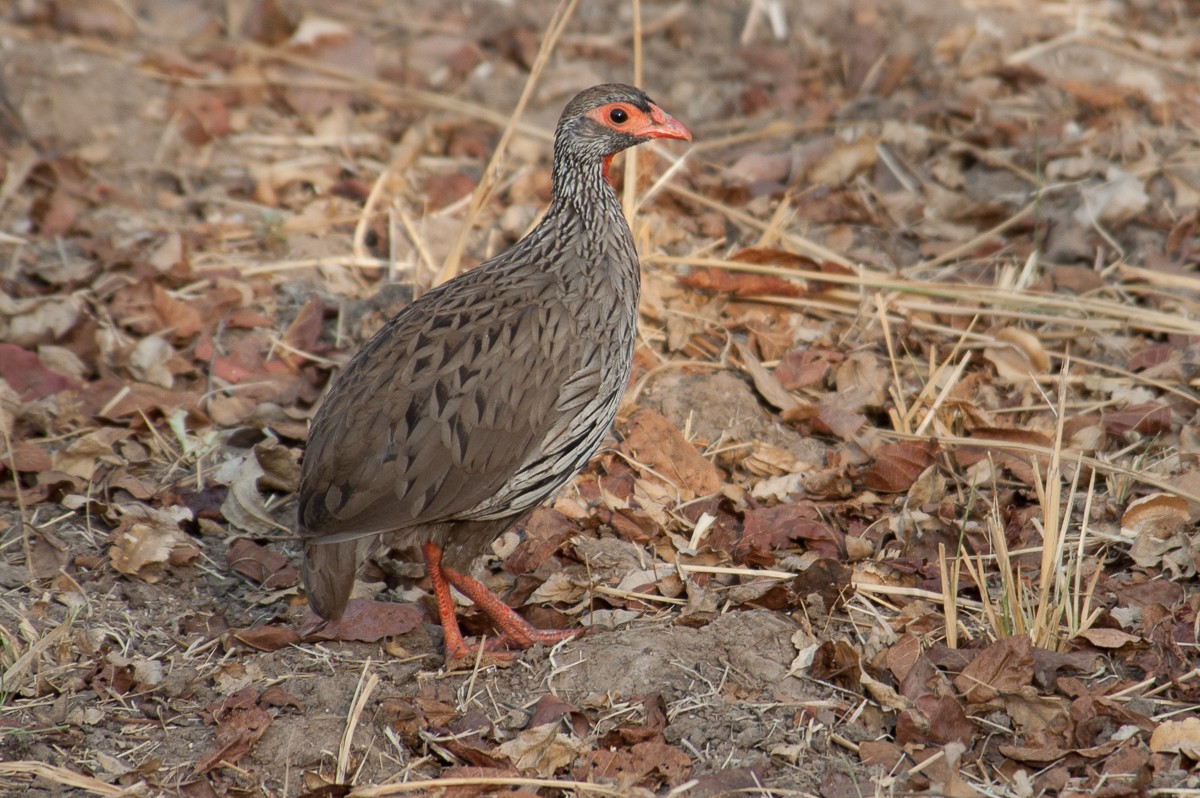 Red-necked Francolin - ML193619201