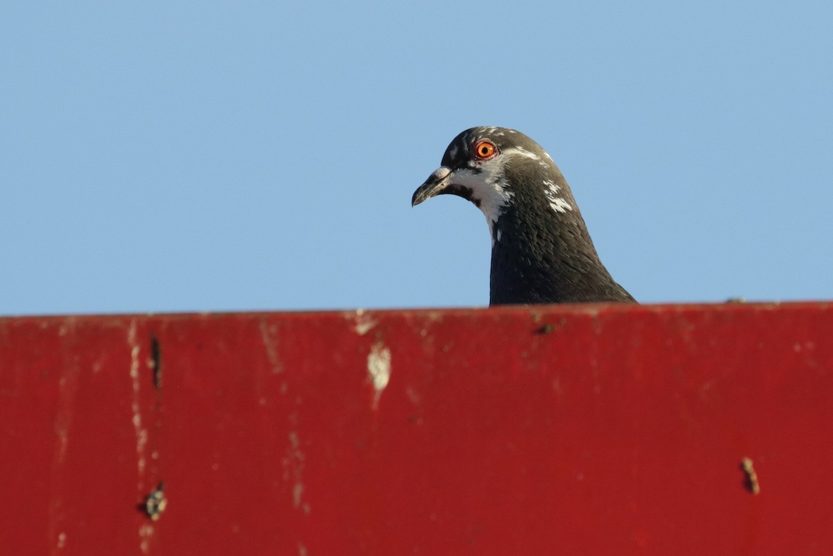Rock Pigeon (Feral Pigeon) - ML193619901